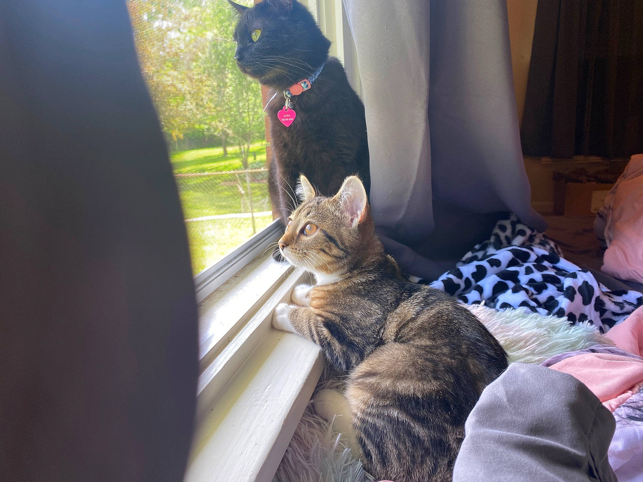 Leo joined the competition — help win amazing prizes! carnivore, cat, comfort, couch, curtain, domestic_short_haired_cat, felidae, fur, linens, mammal, plant, sitting, small_to_medium_sized_cats, snout, tail, tints_and_shades, tree, vertebrate, whiskers, window