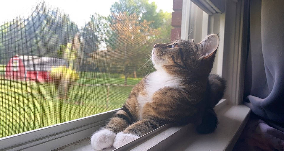 Leo is registered to the contest to win money with this photo: carnivore, cat, domestic_short_haired_cat, fawn, felidae, fur, glass, grass, metal, paw, plant, small_to_medium_sized_cats, snout, table, tail, tree, whiskers, window, windshield, wood