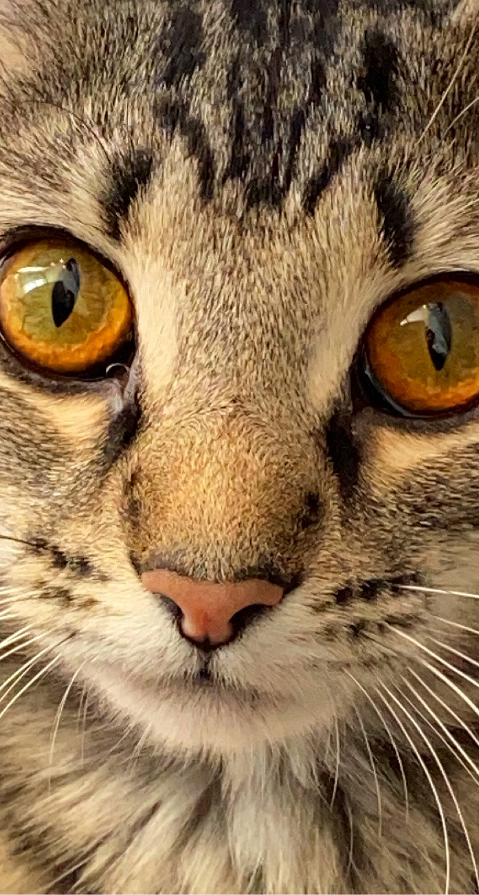 Leo joined the competition — help win amazing prizes! carnivore, cat, close_up, domestic_short_haired_cat, event, felidae, fur, mammal, organism, photography, small_to_medium_sized_cats, snout, terrestrial_animal, vertebrate, whiskers, wildlife