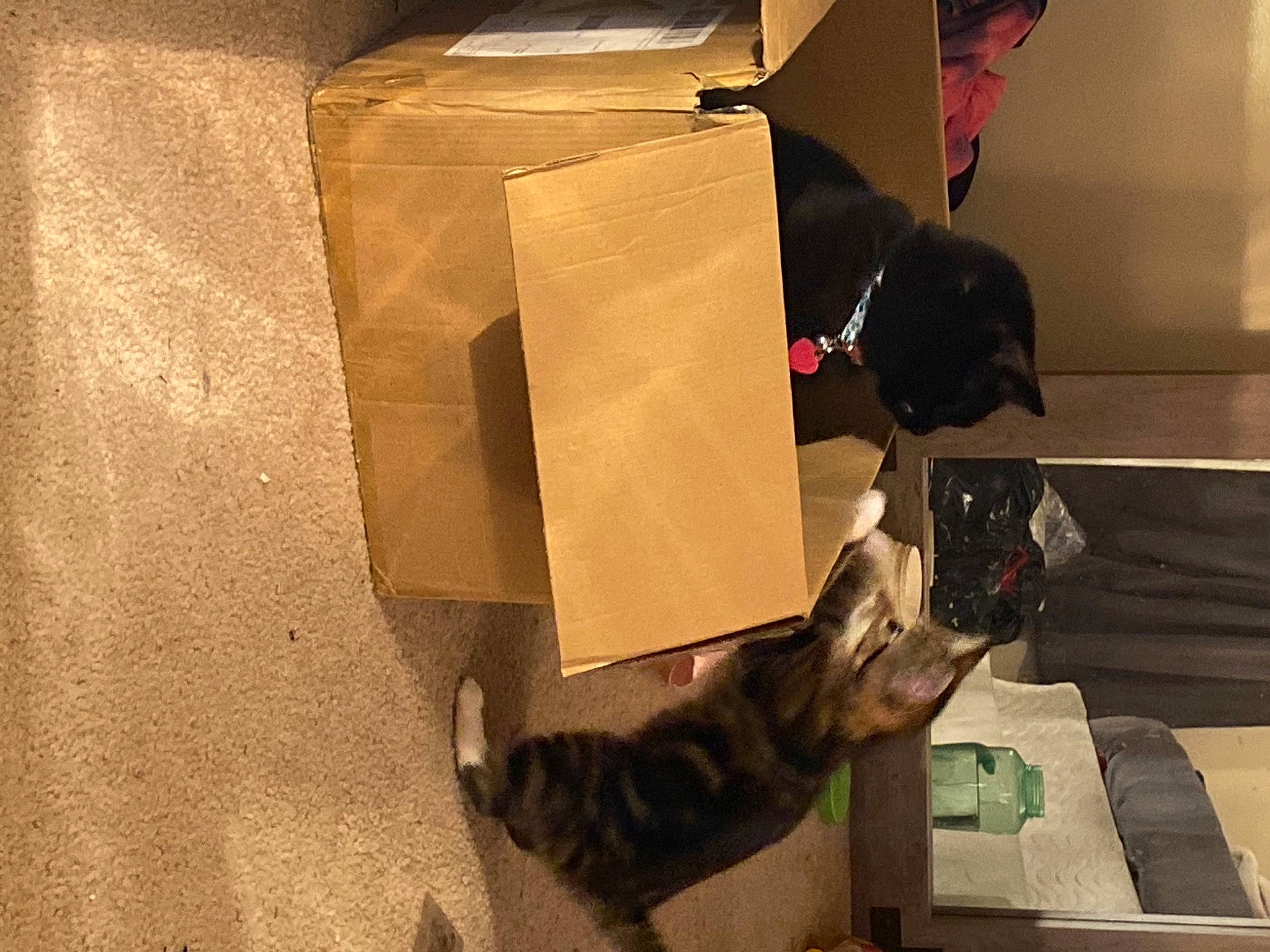 Leo joined the competition — help win amazing prizes! box, cardboard, carmine, carnivore, carton, cat, domestic_short_haired_cat, felidae, flooring, fur, hardwood, packaging_and_labeling, packing_materials, paper_product, personal_protective_equipment, room, shipping_box, small_to_medium_sized_cats, tail, wood