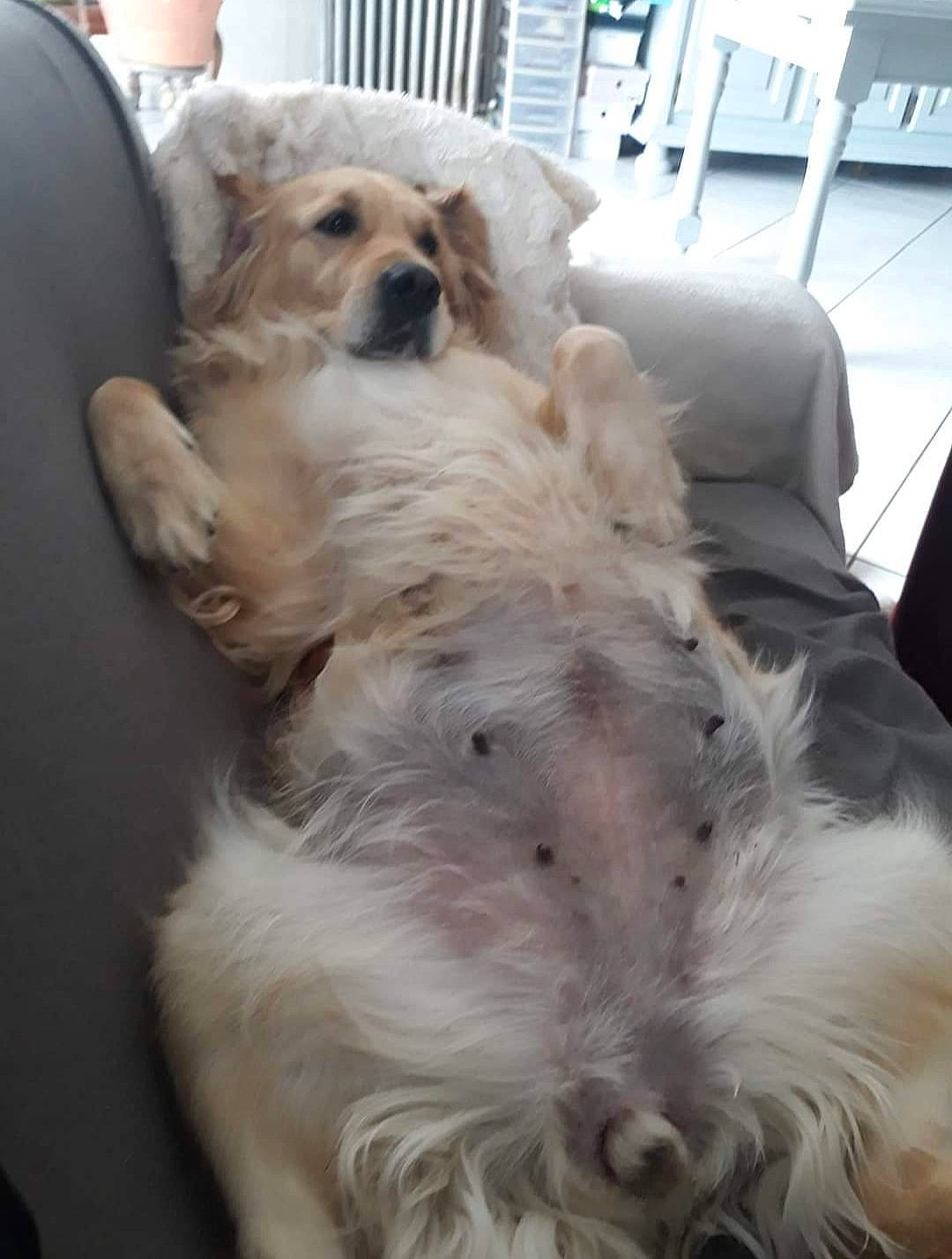 Olga a rejoint le concours — aidez-le/la à gagner de superbes lots ! borzoi, canidae, carnivore, comfort, companion_dog, dog, dog_breed, dog_supply, fawn, fur, mammal, non_sporting_group, puppy_love, small_terrier, snout, sporting_group, terrier, toy_dog, vertebrate, working_animal