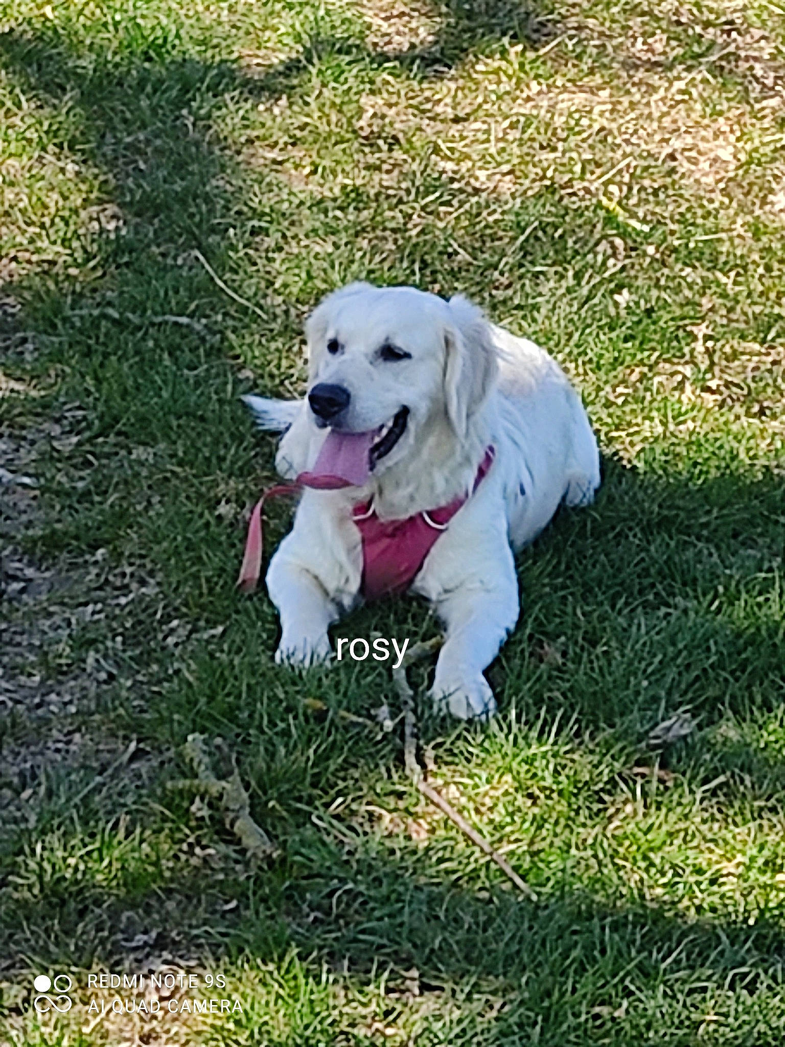 Rosy