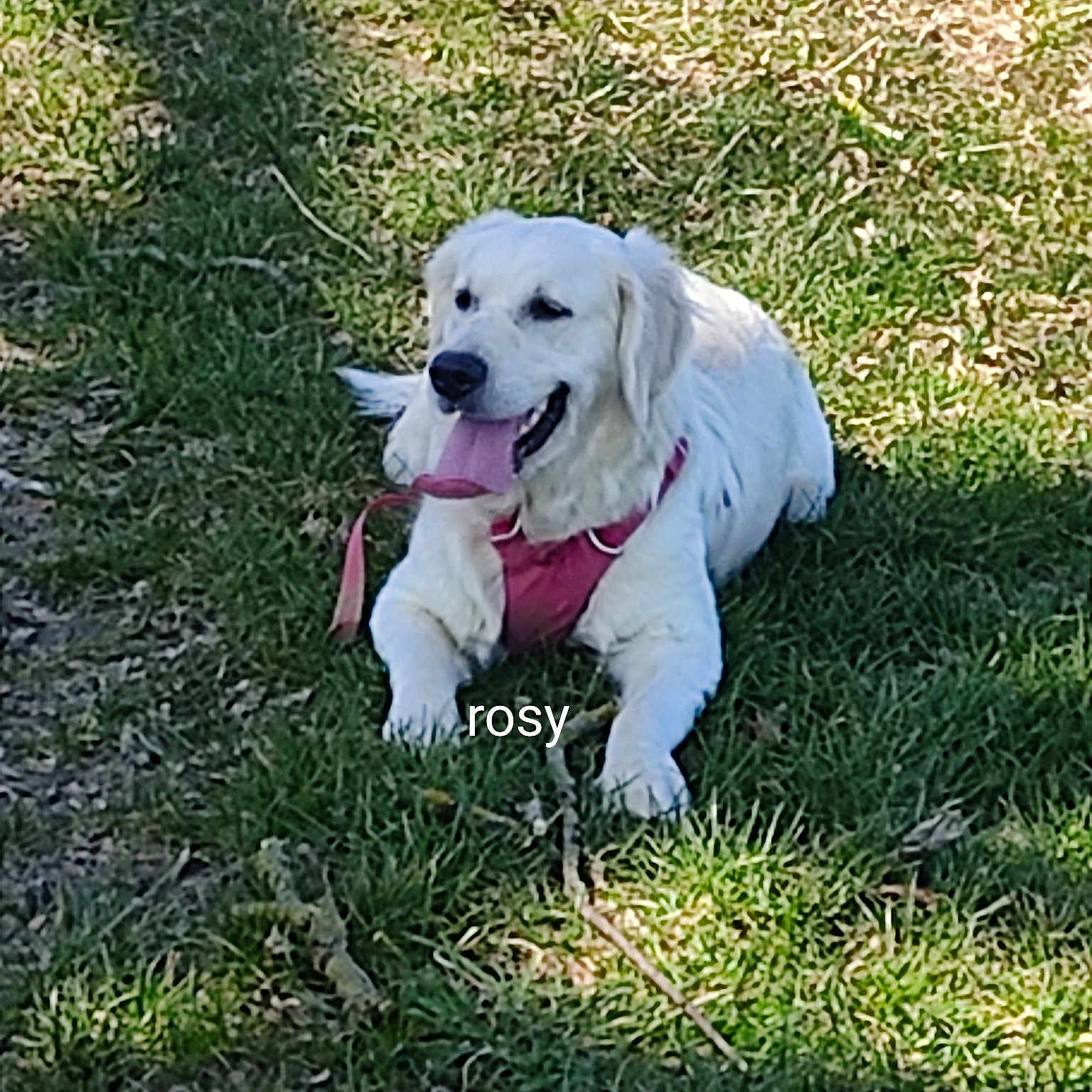 Rosy