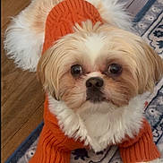 Spicy is registered to the contest to win money with this photo: adorable, animal, carpet, companion, cozy, cute, dog, domestic_animal, fluffy, fur, indoor, looking_up, orange_sweater, paw, pet, portrait, sitting, small_dog, warm_clothing, wooden_floor