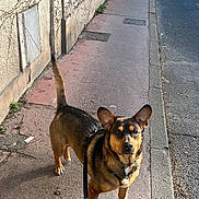 Bernie participe au concours pour gagner de l'argent avec cette photo : accessories, animal, canine, city, dog, flagstone, germanshepherd, hound, leash, path, person, pet, road, sidewalk, slate, strap, street, tarmac, urban, walkway