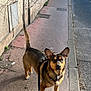 accessories, animal, canine, city, dog, flagstone, germanshepherd, hound, leash, path, person, pet, road, sidewalk, slate, strap, street, tarmac, urban, walkway