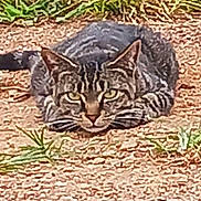 Pixie joined the competition — help win amazing prizes! cat, tabby, animal, outdoor, crouching, ground, gravel, greenery, nature, fur, whiskers, ears, tail, eyes, predator, focus, stare, camouflage, texture, closeup