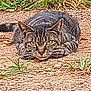 cat, tabby, animal, outdoor, crouching, ground, gravel, greenery, nature, fur, whiskers, ears, tail, eyes, predator, focus, stare, camouflage, texture, closeup