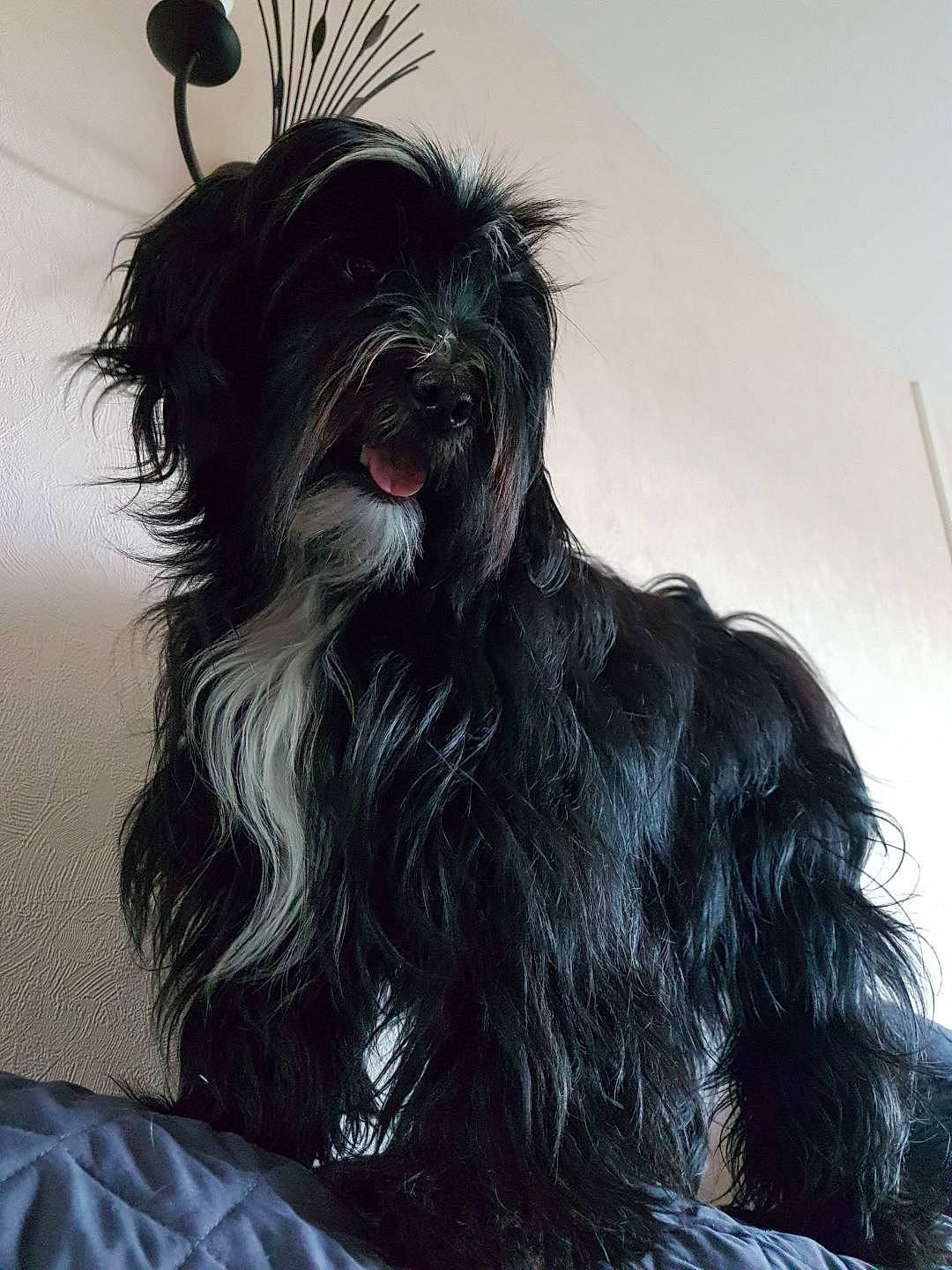 Lola participe au concours pour gagner de l'argent avec cette photo : affenpinscher, bolonka, briard, canidae, cao_da_serra_de_aires, carnivore, catalan_sheepdog, companion_dog, dog, dog_breed, mammal, miniature_schnauzer, pyrenean_shepherd, rare_breed_dog, scottish_terrier, snout, sporting_group, terrier, tibetan_terrier, vertebrate