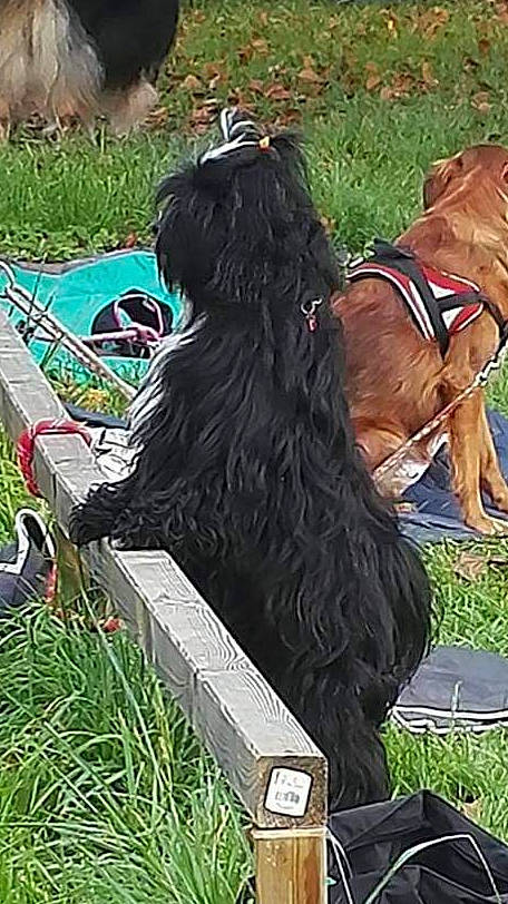 Lola a rejoint le concours — aidez-le/la à gagner de superbes lots ! affenpinscher, briard, canidae, cao_da_serra_de_aires, carnivore, companion_dog, dog, dog_breed, mammal, sporting_group, tibetan_terrier, vertebrate