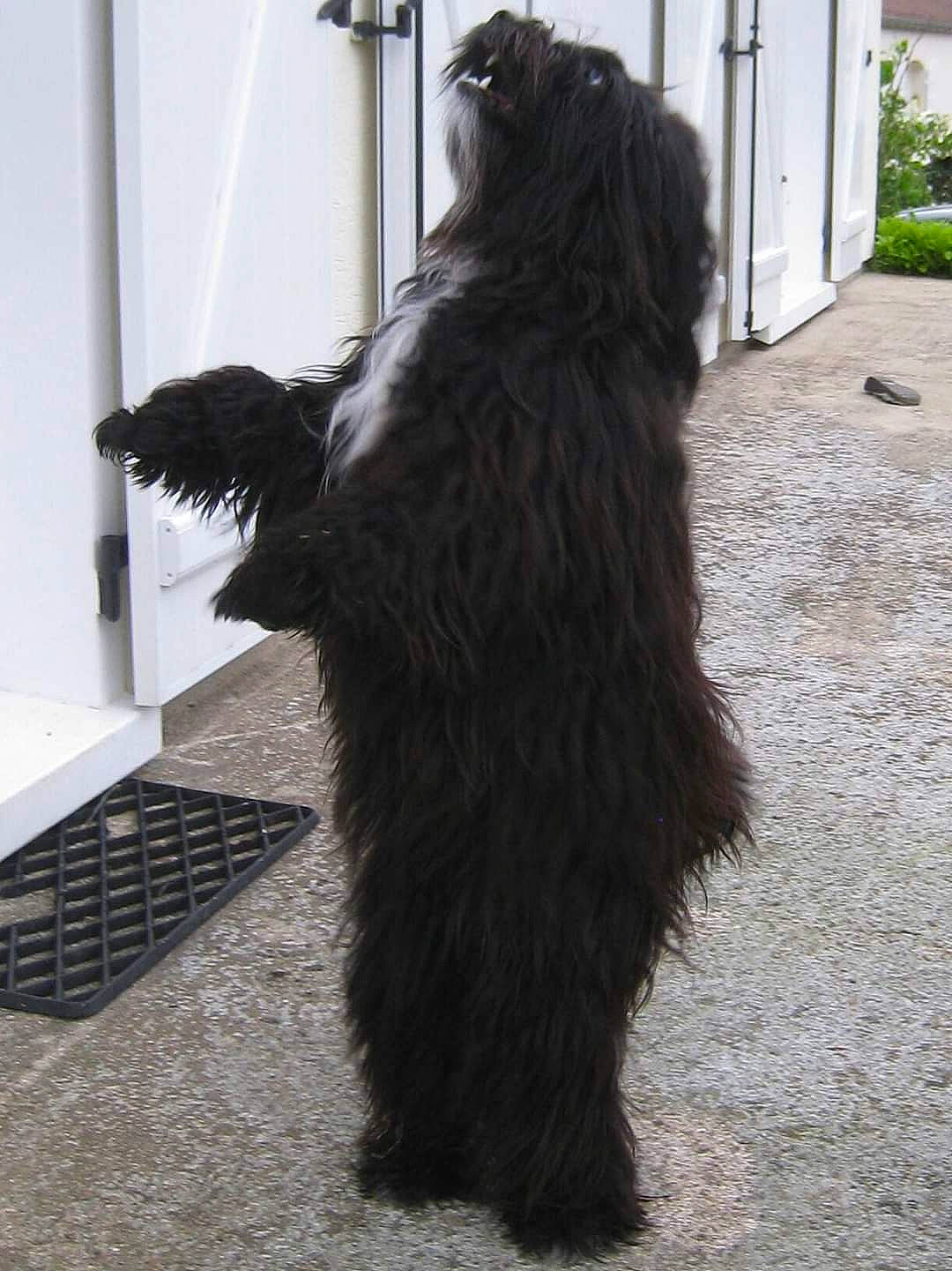 Lola participe au concours pour gagner de l'argent avec cette photo : afghan_hound, black_russian_terrier, briard, canidae, dog_breed, fictional_character, fur, tail
