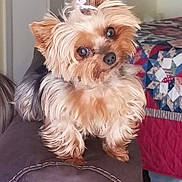 Tiny is registered to the contest to win money with this photo: dog, yorkshire_terrier, pet, cute, fluffy, bow, head_tilt, couch, leather, armrest, indoor, bedspread, quilt, small_dog, animal, fur, ears, eyes, nose, tail