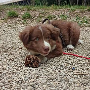 Oscar a rejoint le concours — aidez-le/la à gagner de superbes lots ! animal, brown, canine, cute, dog, forest, fur, grass, leash, lying_down, nature, outdoor, pebbles, pet, pine_cone, playful, puppy, trees, white, young_dog