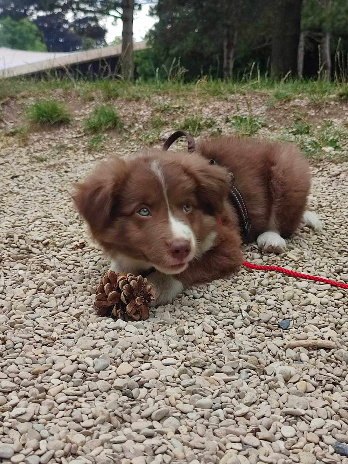 Oscar