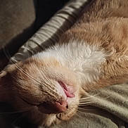 Boo Boo joined the competition — help win amazing prizes! cat, ginger_cat, white_fur, close_up, lying_down, tongue_out, whiskers, fur, pet, animal, cozy, sleepy, soft_light, cute, relaxing, indoor, mammal, portrait, feline, resting