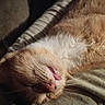 cat, ginger_cat, white_fur, close_up, lying_down, tongue_out, whiskers, fur, pet, animal, cozy, sleepy, soft_light, cute, relaxing, indoor, mammal, portrait, feline, resting