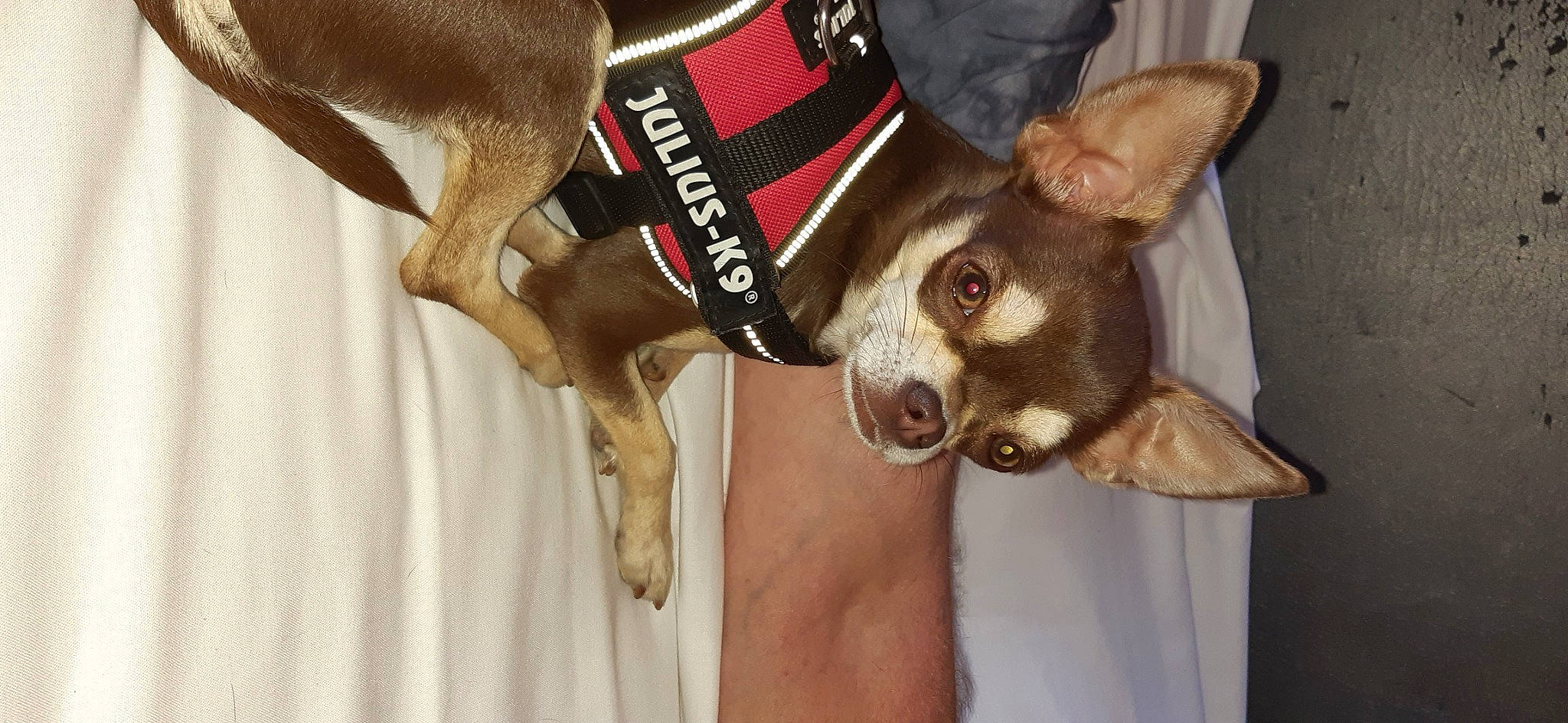 Pinkie a rejoint le concours — aidez-le/la à gagner de superbes lots ! ancient_dog_breeds, canidae, carnivore, chihuahua, collar, companion_dog, dog, dog_breed, dog_collar, dog_supply, fawn, fur, paw, pet_supply, snout, sporting_group, tail, toy_dog, whiskers, working_animal