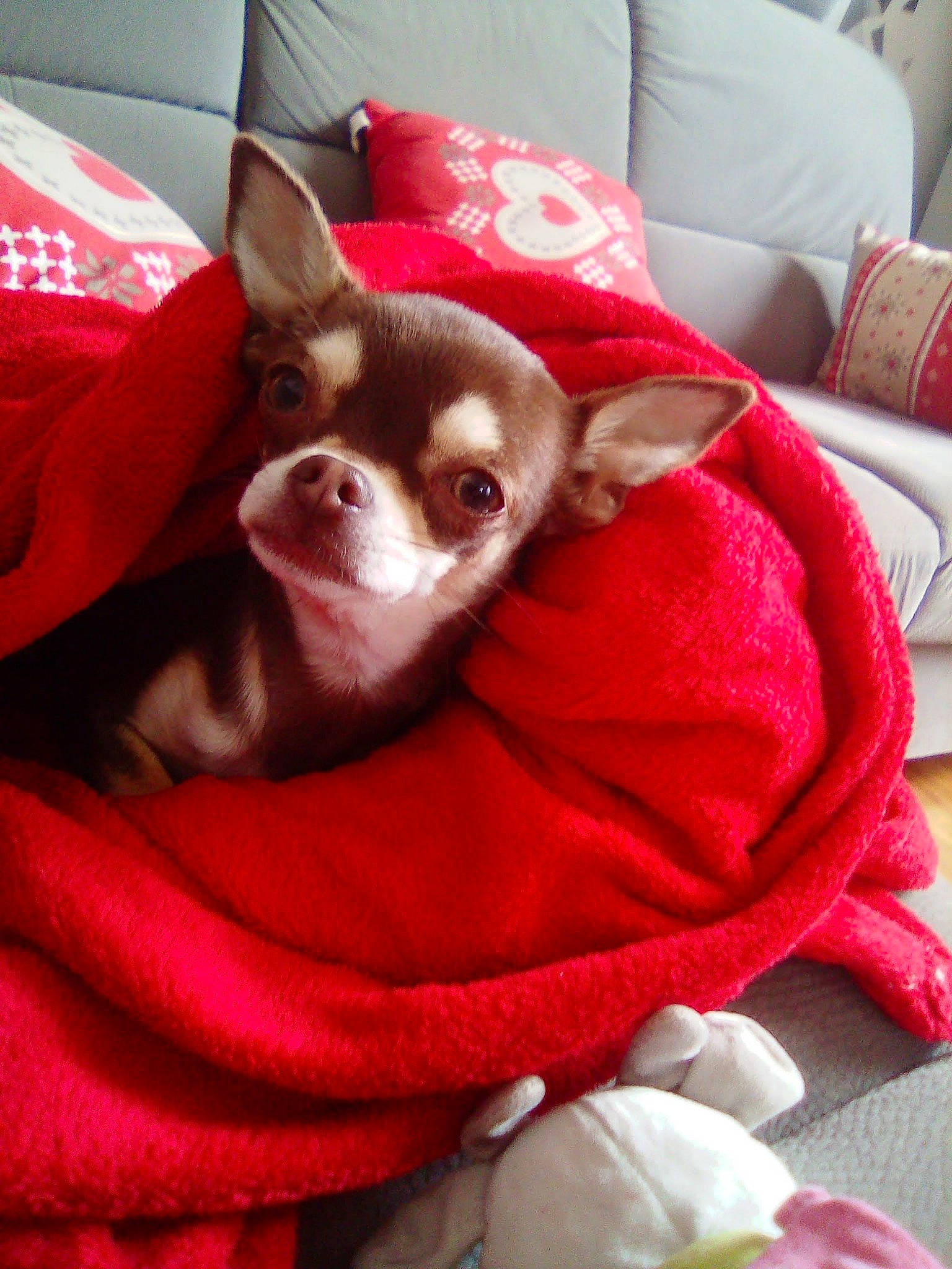 Pinkie participe au concours pour gagner de l'argent avec cette photo : canidae, carmine, carnivore, chihuahua, comfort, companion_dog, corgi_chihuahua, couch, dog, dog_breed, dog_supply, fawn, fur, linens, pillow, snout, terrestrial_animal, toy_dog, whiskers, working_animal