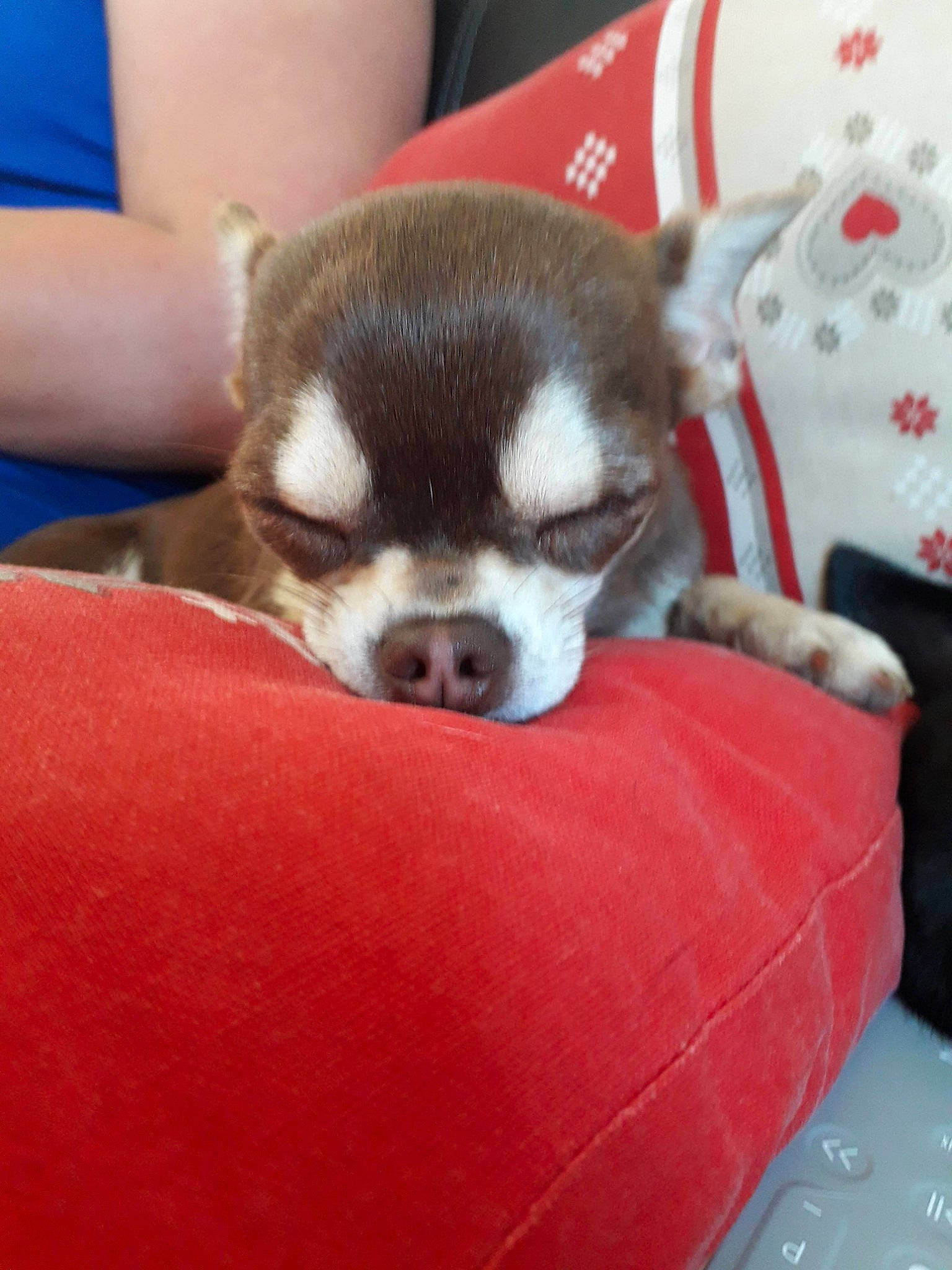 Pinkie participe au concours pour gagner de l'argent avec cette photo : canidae, carmine, carnivore, chihuahua, comfort, companion_dog, dog, dog_breed, fawn, fur, non_sporting_group, paw, puppy, red, snout, sporting_group, terrestrial_animal, toy_dog, whiskers, working_animal