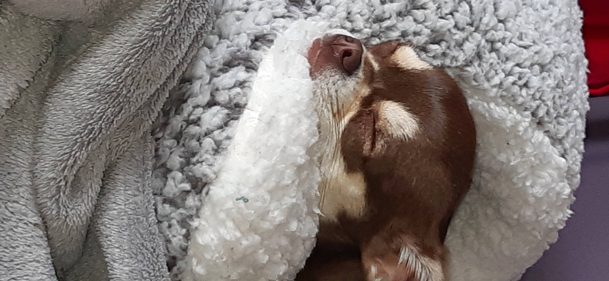 Pinkie a rejoint le concours — aidez-le/la à gagner de superbes lots ! canidae, carnivore, claw, close_up, companion_dog, dog_breed, fawn, fur, guinea_pig, liver, rodent, snout, spaniel, sporting_group, tail, terrestrial_animal, whiskers, wildlife, working_animal, woven_fabric