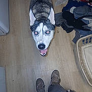 Miss Marley joined the competition — help win amazing prizes! canine, close_up, clutter, dog, ears, facial_markings, flash, hardwood_floor, home, husky, indoor, laundry, laundry_basket, looking_up, owner_feet, pet, portrait, red_eyes, sneakers, tongue_out