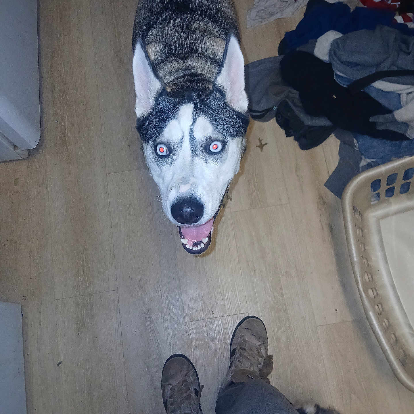 Miss Marley joined the competition — help win amazing prizes! canine, close_up, clutter, dog, ears, facial_markings, flash, hardwood_floor, home, husky, indoor, laundry, laundry_basket, looking_up, owner_feet, pet, portrait, red_eyes, sneakers, tongue_out