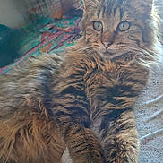 Youpi participe au concours pour gagner de l'argent avec cette photo : cat, tabby, fluffy, fur, animal, pet, indoor, relaxed, lying_down, closeup, whiskers, ears, eyes, paws, bed, blanket, comfort, cute, feline, domestic_cat