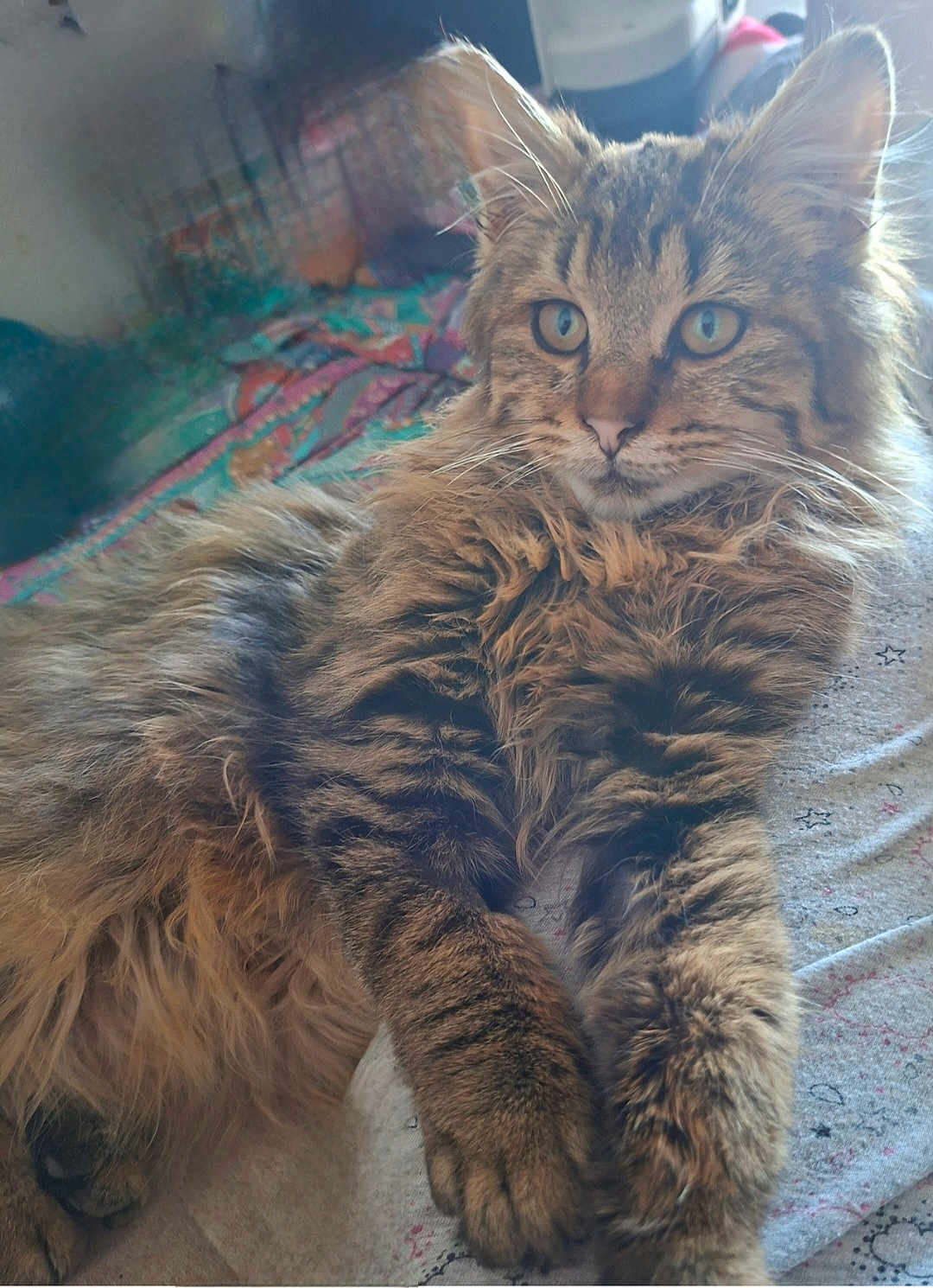 Youpi participe au concours pour gagner de l'argent avec cette photo : cat, tabby, fluffy, fur, animal, pet, indoor, relaxed, lying_down, closeup, whiskers, ears, eyes, paws, bed, blanket, comfort, cute, feline, domestic_cat