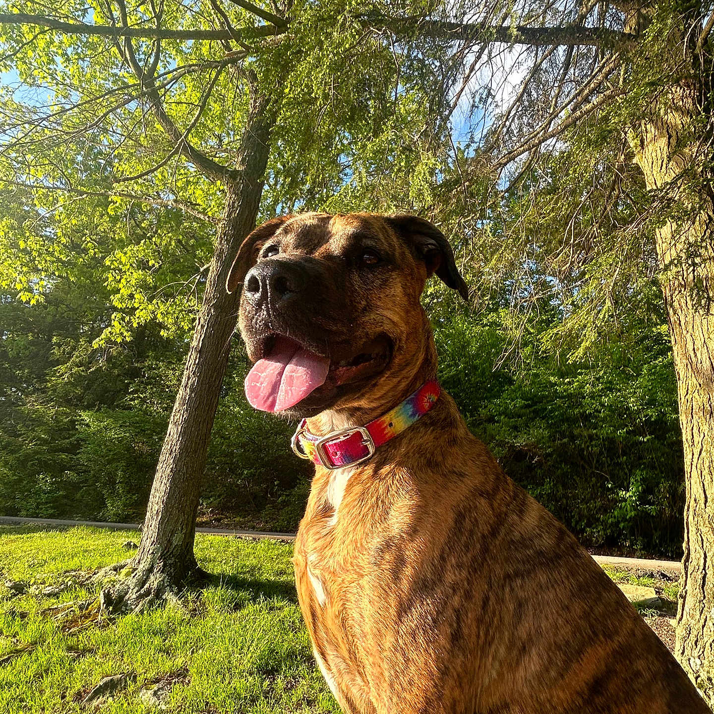 Raven joined the competition — help win amazing prizes! animal, brindle, canine, collar, daylight, dog, grass, greenery, happy, mammal, nature, outdoor, park, pet, portrait, summer, sunlight, tie_dye, tongue_out, trees