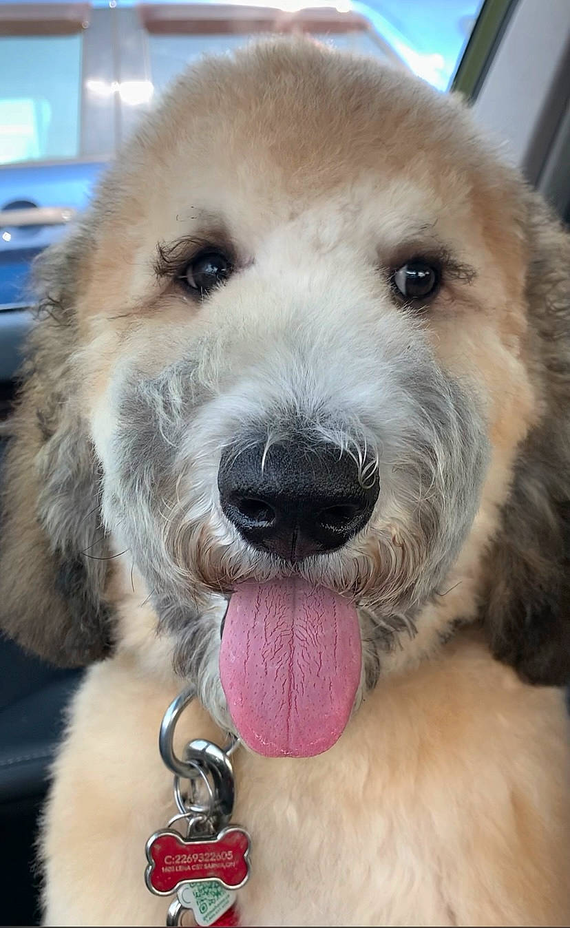 Bhubhu joined the competition — help win amazing prizes! carnivore, collar, companion_dog, dog, dog_breed, dog_collar, fawn, fur, fur_clothing, leash, paw, pet_supply, smile, snout, sporting_group, tail, terrestrial_animal, terrier, toy_dog, whiskers