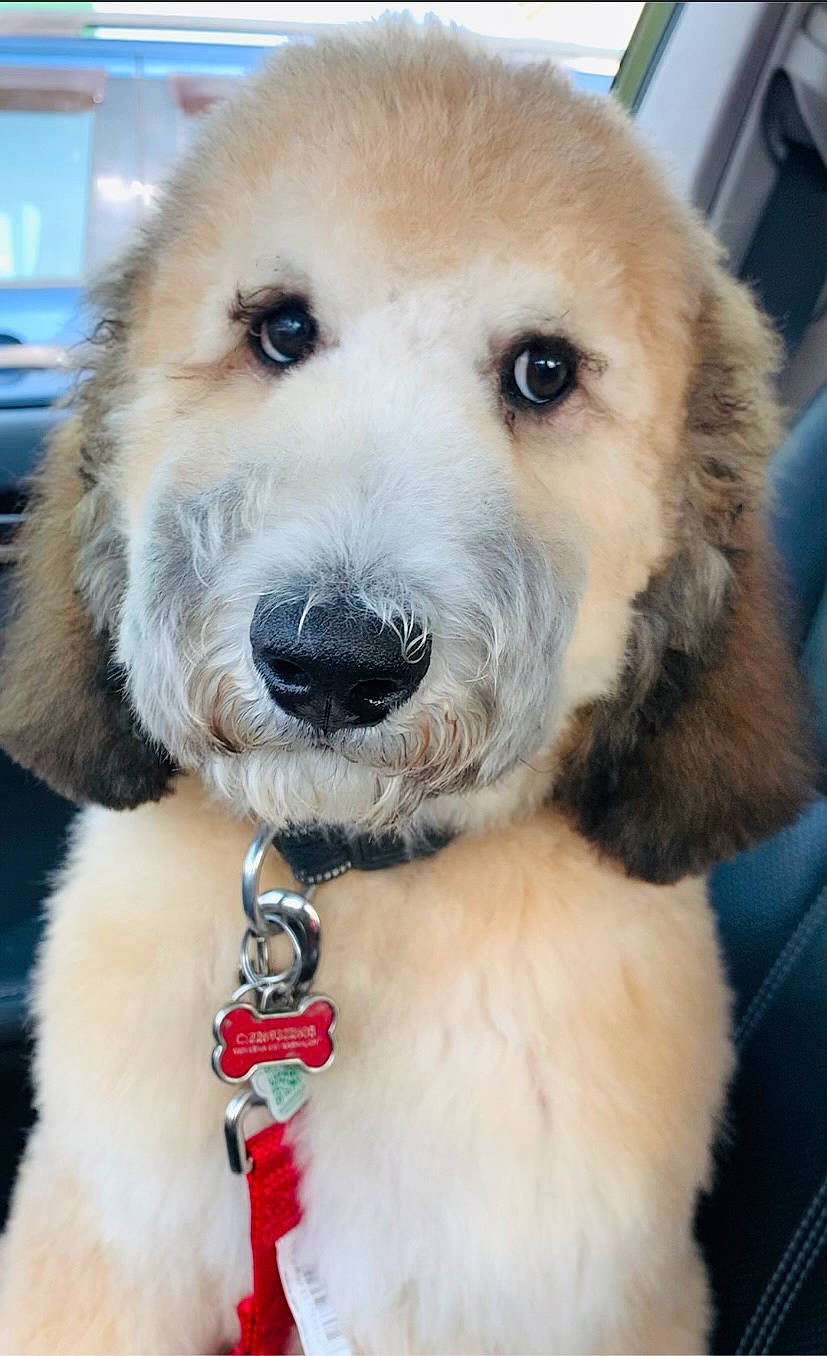 Bhubhu is registered to the contest to win money with this photo: canidae, carnivore, collar, companion_dog, dog, dog_breed, dog_collar, fawn, fur, leash, pet_supply, puppy, snout, sporting_group, toy, watch, whiskers