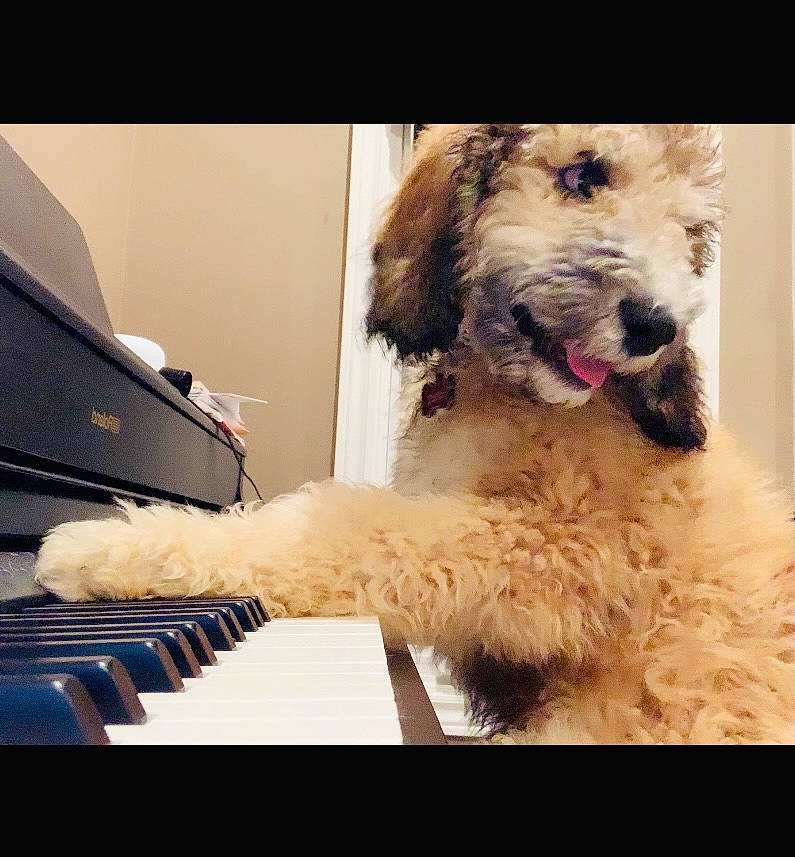 Bhubhu is registered to the contest to win money with this photo: carnivore, companion_dog, digital_piano, dog, dog_breed, dog_collar, electronic_keyboard, electronic_musical_instrument, fur, keyboard, keyboard_player, metal, musical_instrument, musical_instrument_accessory, musical_keyboard, pianist, piano, vehicle_door, windshield, working_animal