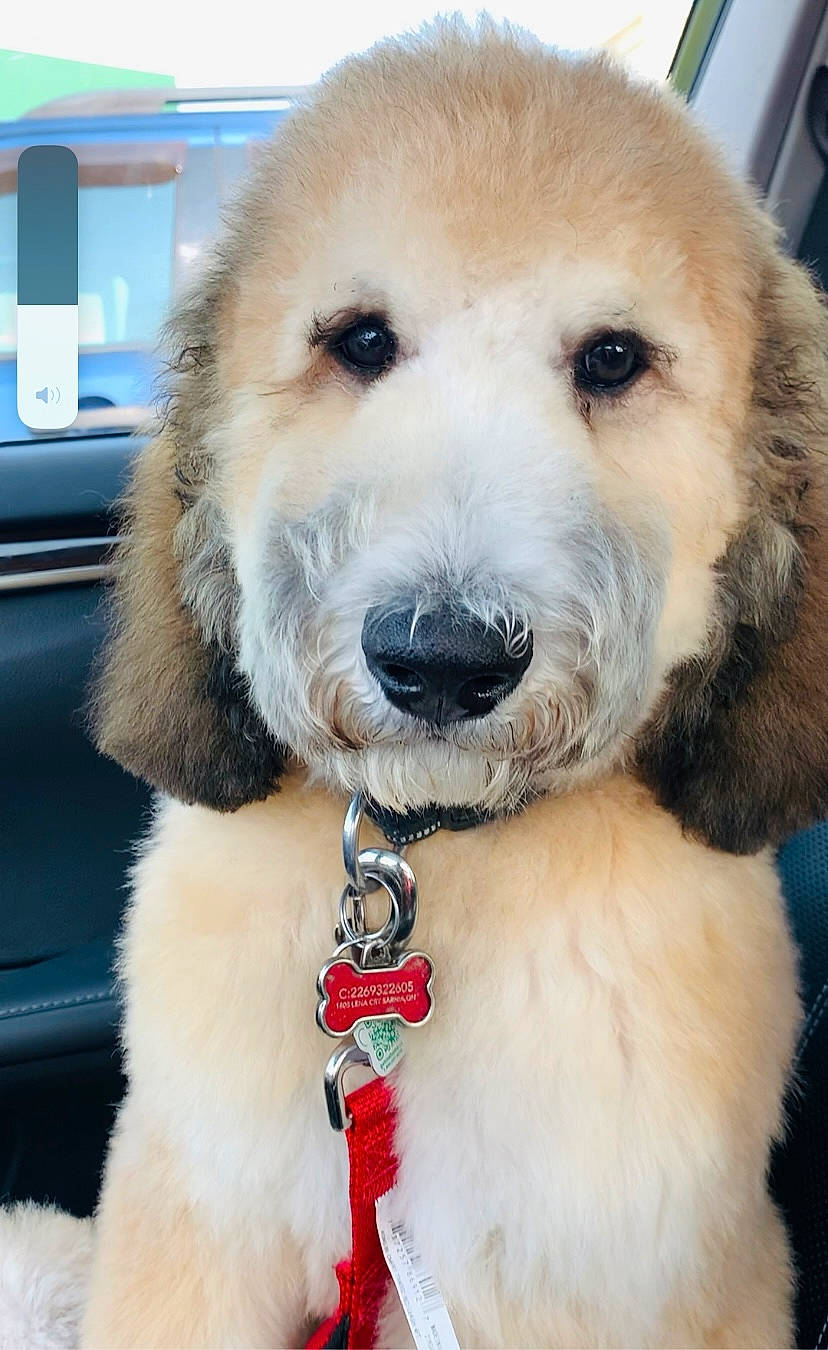 Bhubhu is registered to the contest to win money with this photo: canidae, carnivore, collar, companion_dog, dog, dog_breed, dog_collar, fawn, fur, golden_retriever, labrador_retriever, leash, non_sporting_group, paw, puppy, puppy_love, snout, sporting_group, whiskers