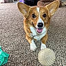 Daisy is registered to the contest to win money with this photo: animal, background_pet, brown_fur, carpet, corgi, dog, dog_toy, happy, indoor, large_ears, living_room, open_mouth, paws, pet, portrait, puppy, short_legs, smiling, spiky_ball, white_markings