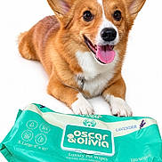 Daisy is registered to the contest to win money with this photo: animal, brown_fur, collar, corgi, dog, floppy_ears, happy, lavender, lying_down, open_mouth, pet, pet_wipes, product_packaging, puppy, sitting, smiling, studio_photo, tongue, upright_ears, white_fur