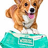 animal, brown_fur, collar, corgi, dog, floppy_ears, happy, lavender, lying_down, open_mouth, pet, pet_wipes, product_packaging, puppy, sitting, smiling, studio_photo, tongue, upright_ears, white_fur