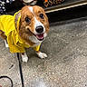 Daisy is registered to the contest to win money with this photo: animal, brown_and_white, cute, dog, floor, happy, indoor, leash, leopard_print, open_mouth, patterned_background, pet, portrait, puppy, raincoat, shelf, shop, smiling, white_markings, yellow_clothing