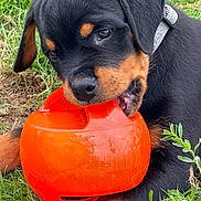Arko a rejoint le concours — aidez-le/la à gagner de superbes lots ! rottweiler, puppy, dog, chewing, toy, kong_toy, orange, grass, greenery, outdoor, pet, animal, playing, closeup, fur, collar, cute, young, nature, muzzle