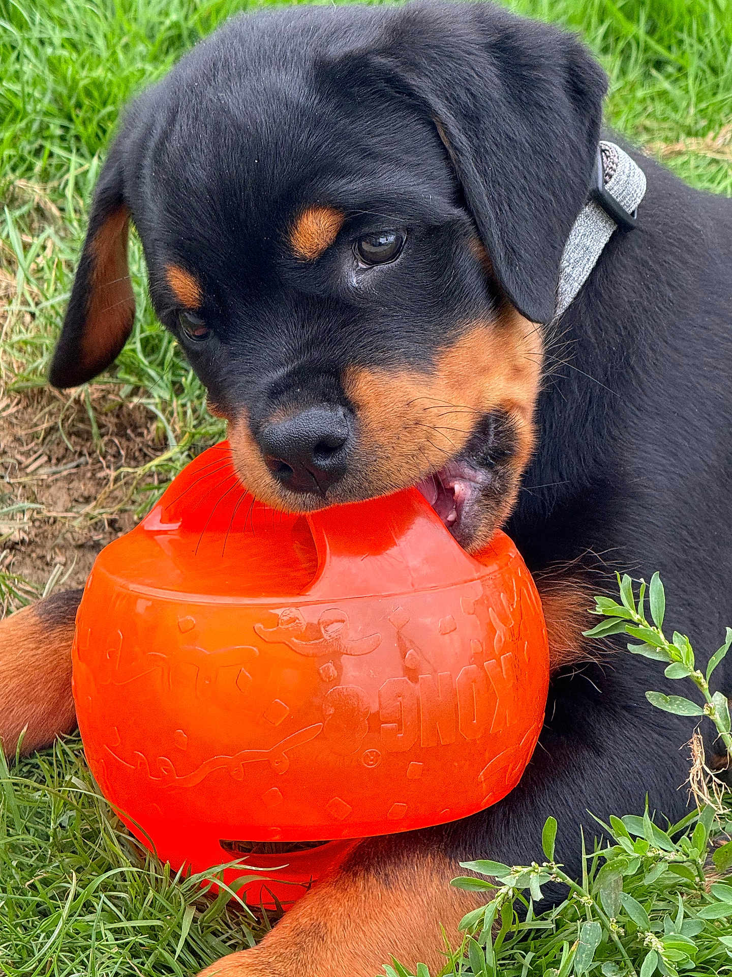 Arko a rejoint le concours — aidez-le/la à gagner de superbes lots ! rottweiler, puppy, dog, chewing, toy, kong_toy, orange, grass, greenery, outdoor, pet, animal, playing, closeup, fur, collar, cute, young, nature, muzzle