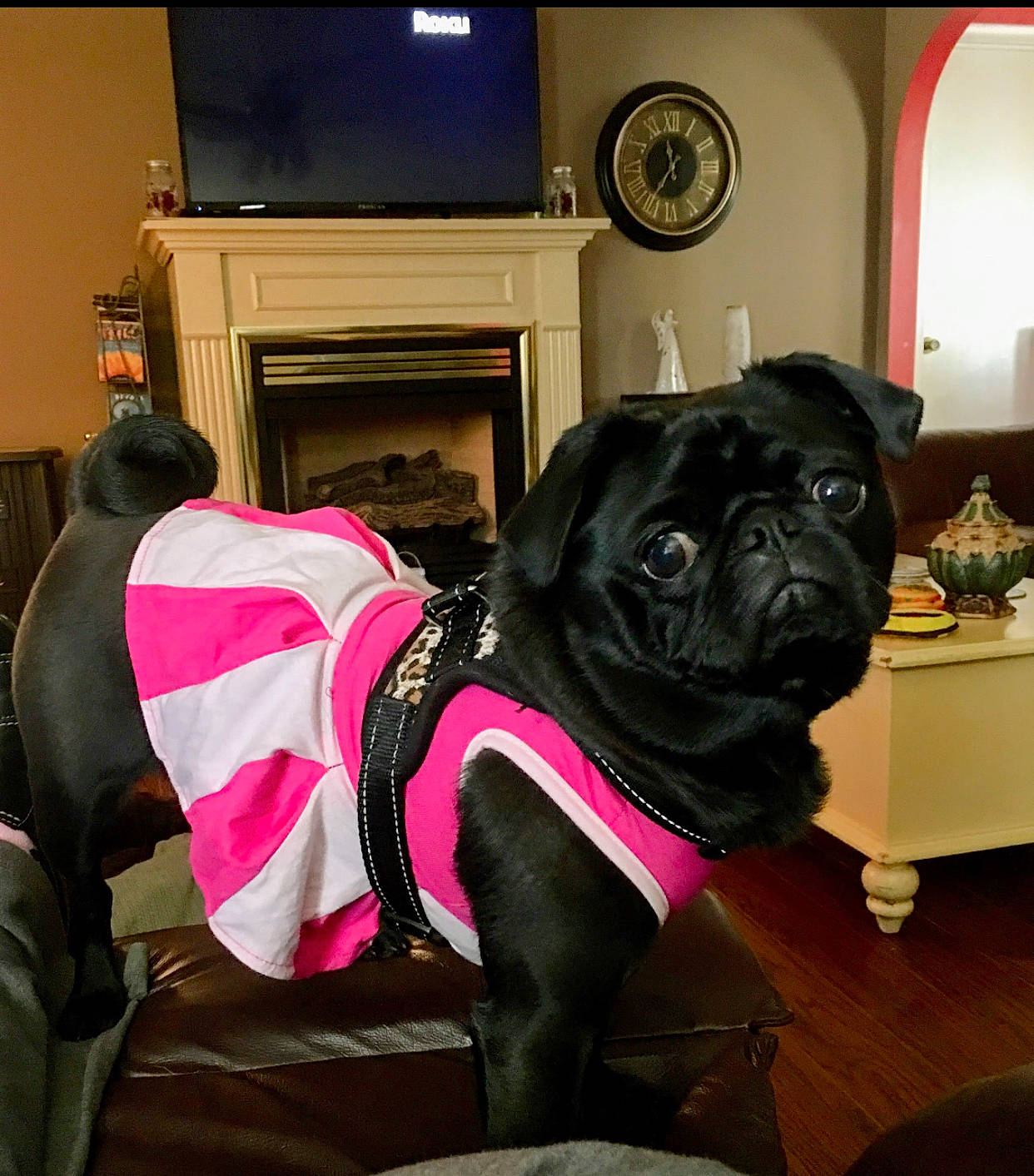 Delilah Jade joined the competition — help win amazing prizes! canidae, carnivore, collar, companion_dog, dog, dog_breed, dog_collar, fawn, flooring, fur, home_appliance, leash, picture_frame, pug, snout, sporting_group, television, toy_dog, working_animal, wrinkle