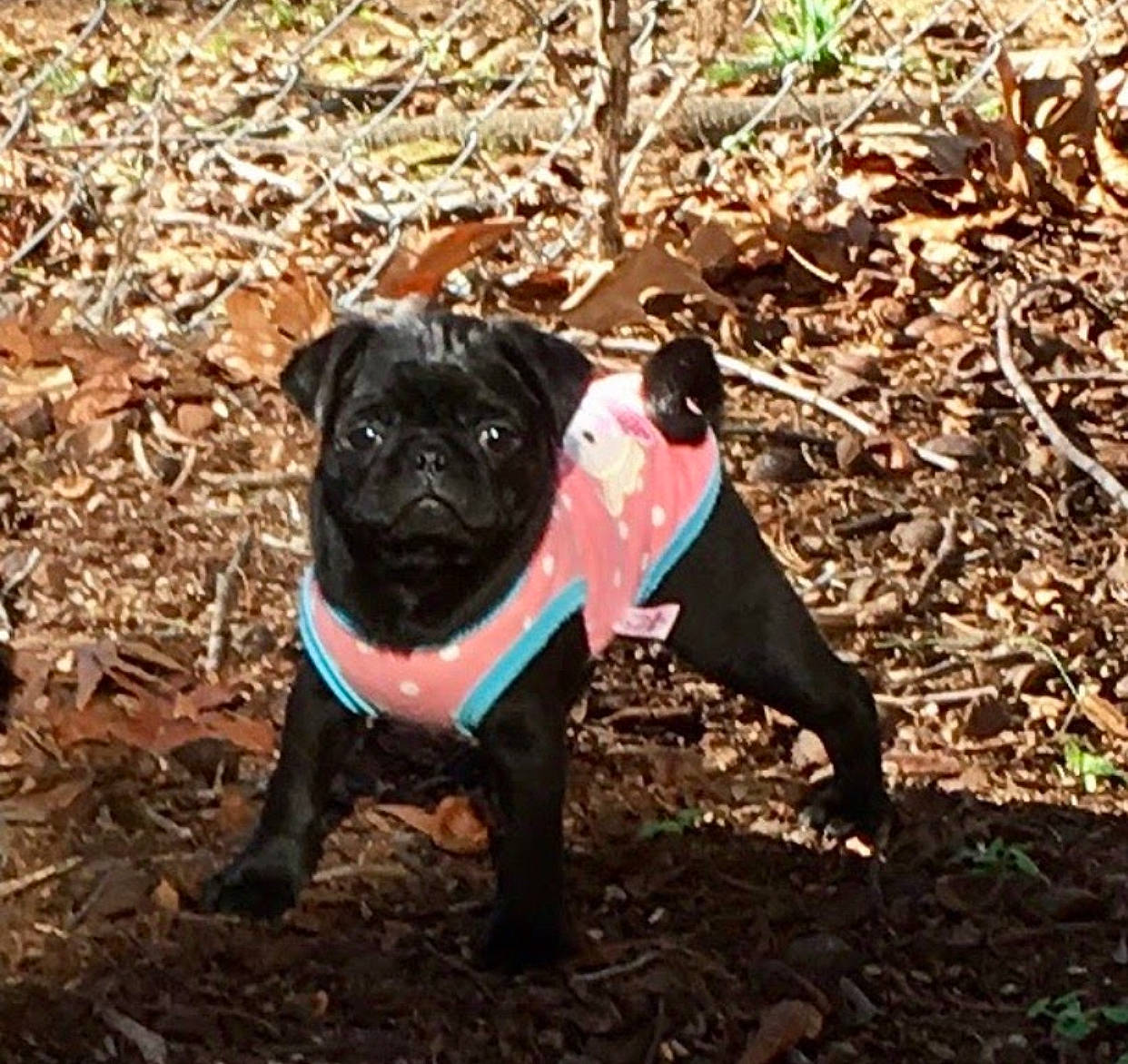 Delilah Jade joined the competition — help win amazing prizes! boston_terrier, carnivore, companion_dog, dog, dog_breed, dog_clothes, dog_collar, dog_supply, electric_blue, fawn, grass, molosser, pet_supply, plant, pug, snout, soil, toy_dog, vertebrate, working_animal