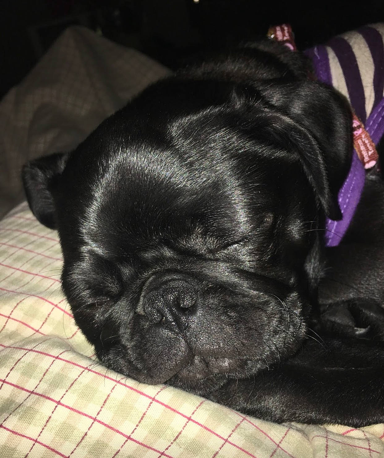 Delilah Jade joined the competition — help win amazing prizes! bulldog, canidae, carnivore, comfort, companion_dog, dog, dog_breed, ear, fawn, fur, liver, nap, pug, snout, sporting_group, terrestrial_animal, toy_dog, whiskers, working_animal, wrinkle