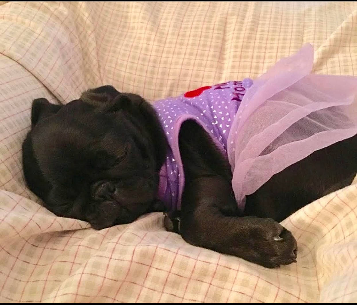 Delilah Jade is registered to the contest to win money with this photo: bulldog, carnivore, comfort, companion_dog, dog, dog_breed, dog_supply, fawn, felidae, linens, liver, pug, purple, small_to_medium_sized_cats, snout, sporting_group, tail, toy_dog, vertebrate, working_animal