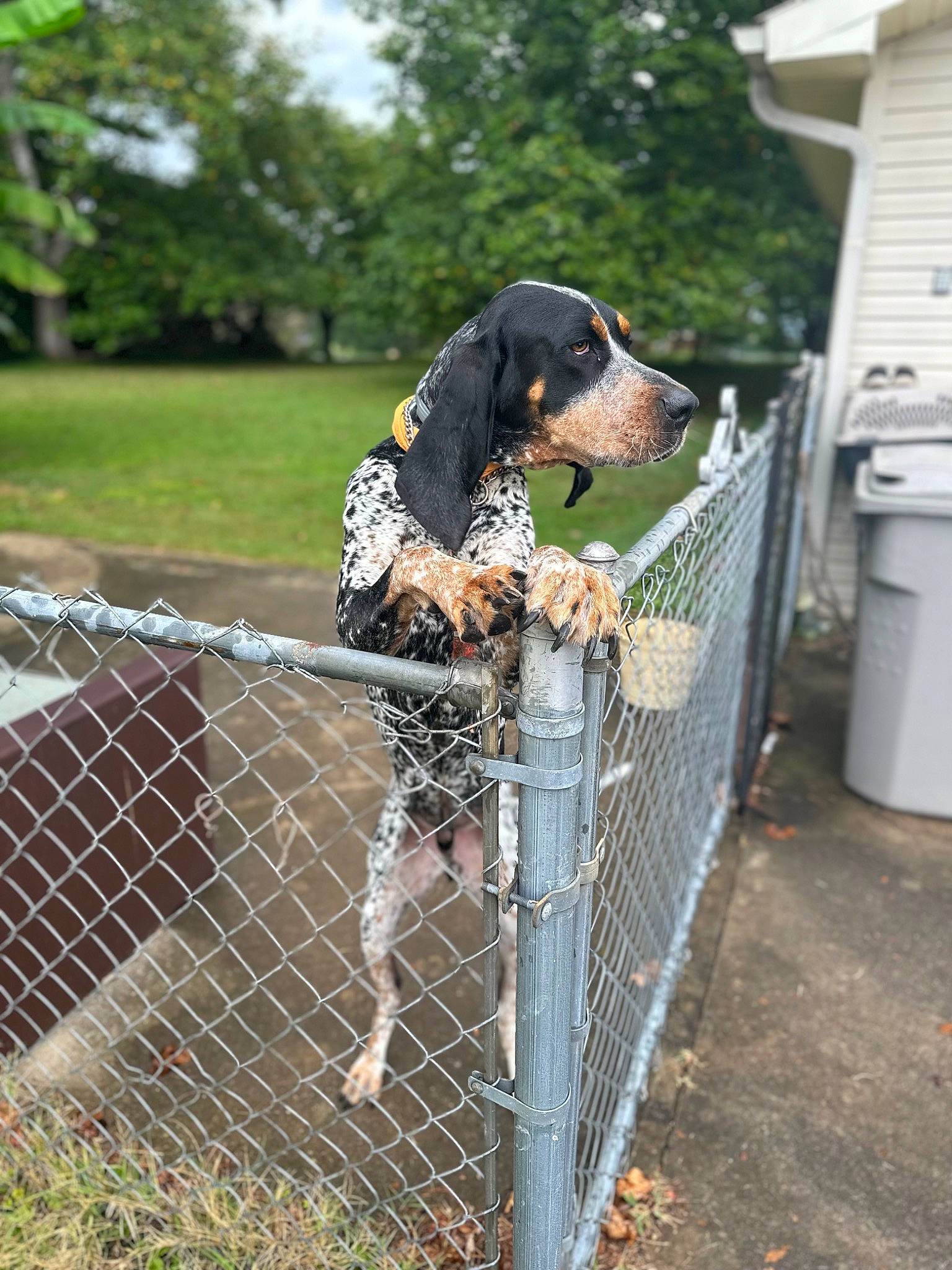 Bru is registered to the contest to win money with this photo: asphalt, carnivore, chain_link_fencing, collar, companion_dog, dog, dog_breed, dog_supply, fashion_accessory, fence, leash, mesh, metal, pet_supply, plant, soil, sporting_group, tree, wire_fencing, working_animal
