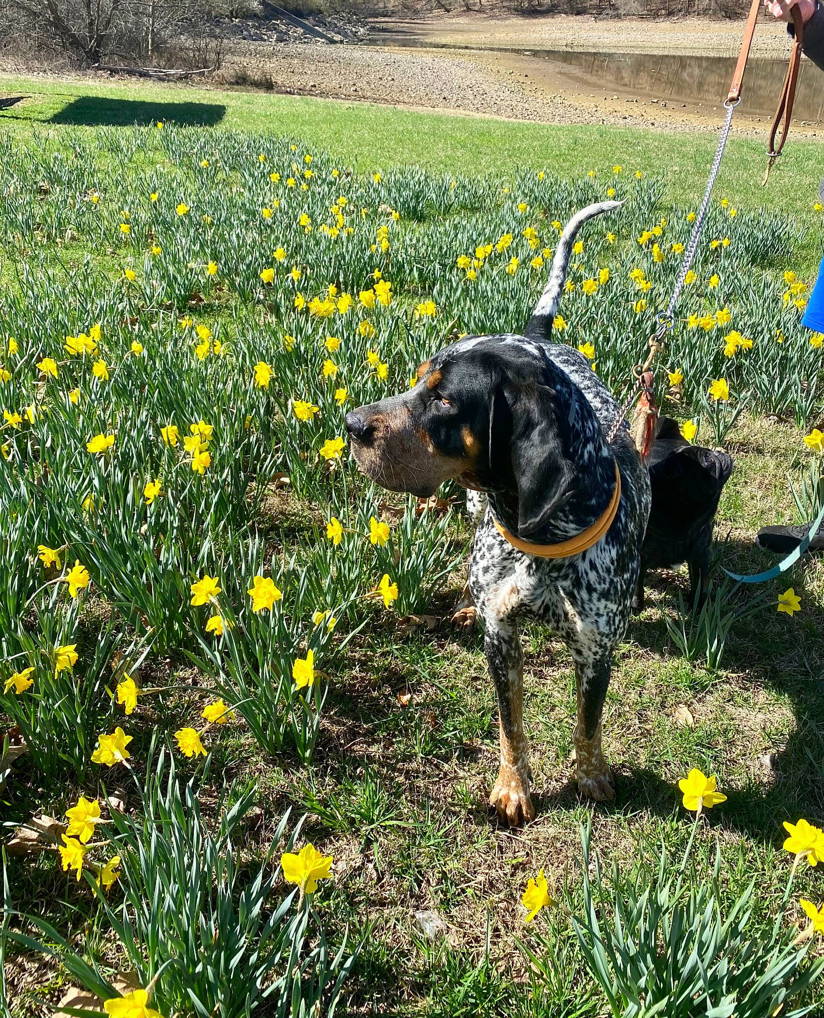 Bru is registered to the contest to win money with this photo: agriculture, carnivore, companion_dog, dog, dog_breed, field, flower, grass, grass_family, grassland, groundcover, herbaceous_plant, lawn, meadow, people_in_nature, plant, prairie, shrub, sporting_group, working_animal