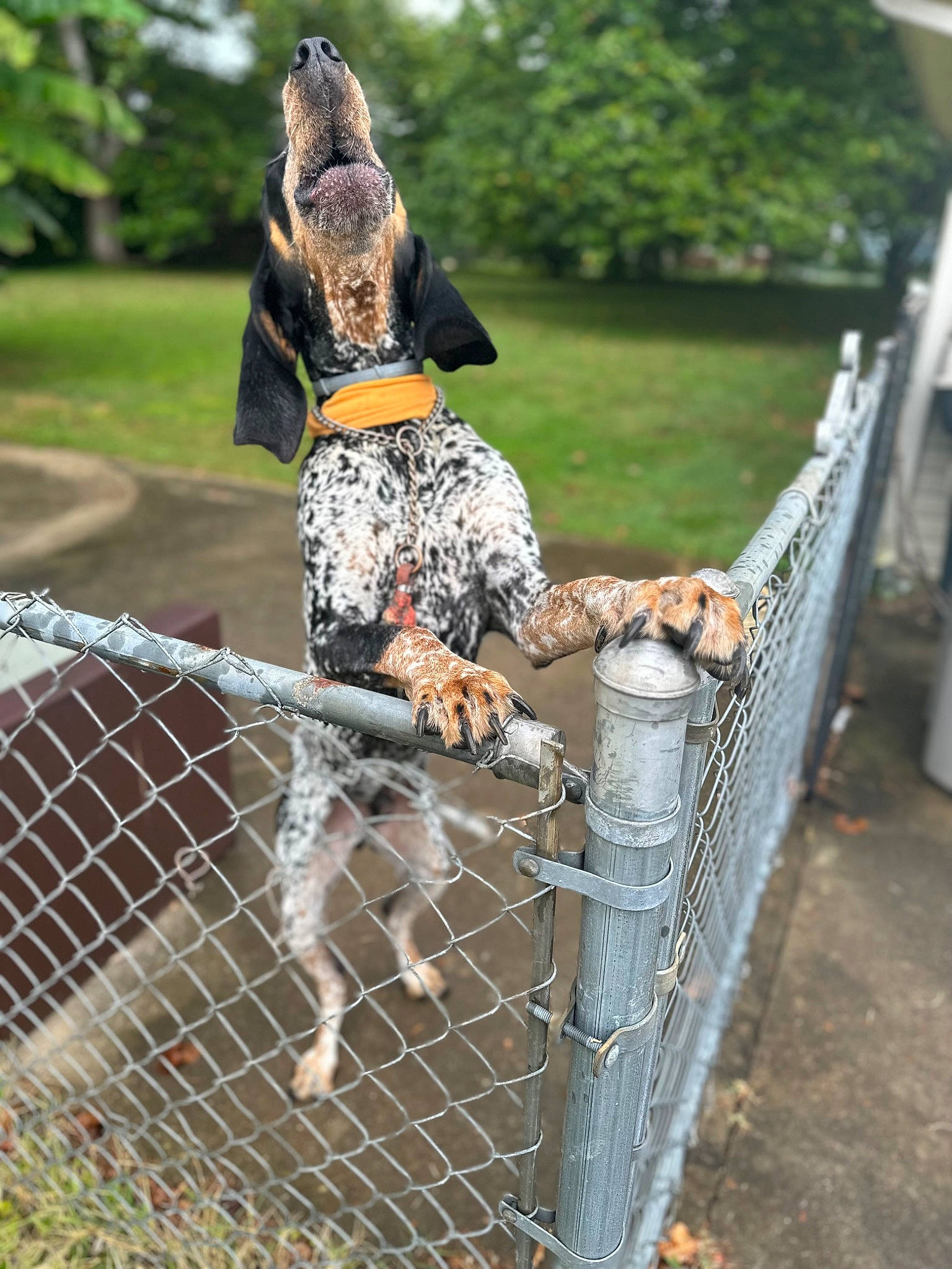 Bru is registered to the contest to win money with this photo: beak, canidae, chain_link_fencing, fence, grass, home_fencing, landscape, mesh, metal, military_camouflage, net, plant, soil, sporting_group, tail, tree, trunk, wildlife, wire_fencing, wood