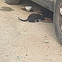 black_cat, cat, animal, pet, outdoor, car, tire, food, bowl, plate, ground, dusty, eating, shadow, two_cats, vehicle, side_view, pets_feeding, street, daylight
