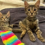 Pablo a rejoint le concours — aidez-le/la à gagner de superbes lots ! kitten, tabby, cat, pet, animal, feline, cute, playful, toy, rainbow, colorful, blanket, cozy, indoor, fur, whiskers, ears, eyes, relaxed, resting