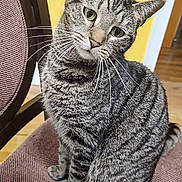 Hansel joined the competition — help win amazing prizes! animal, cat, chair, closeup, cozy, curious, cute, domestic_cat, fur, furniture, head_tilt, household, indoor, pet, portrait, sitting, striped, tabby_cat, whiskers, yellow_wall
