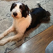 Lucy joined the competition — help win amazing prizes! dog, black_and_white, lying_down, indoor, rug, carpet, floor, wood_floor, pet, animal, curious, fur, tail, dumbbell, container, home, household_items, attention, cute, companion